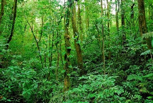 Giải thích chi tiết khái niệm tài nguyên thiên nhiên là gì